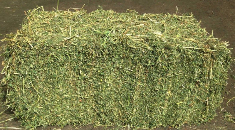 LUCERNE HAY