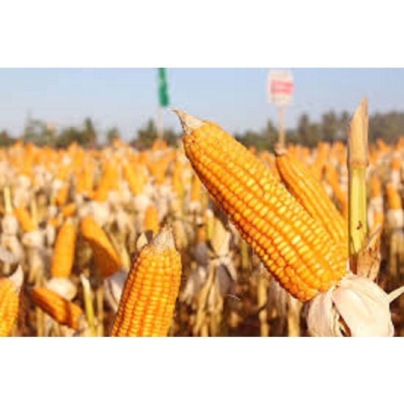 Premium Quality Yellow Maize Corn - Image 6