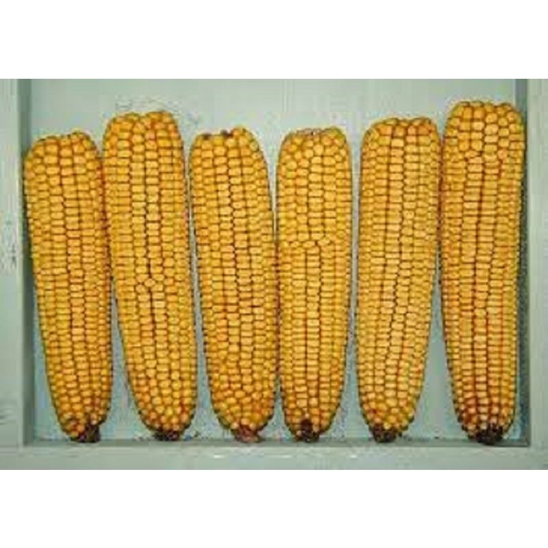 Premium Quality Yellow Maize Corn - Image 5