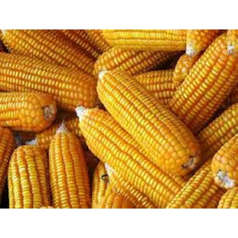 Premium Quality Yellow Maize Corn - Image 4