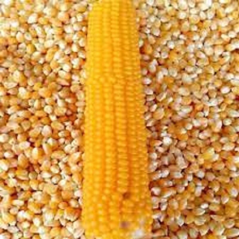 Premium Quality Yellow Maize Corn