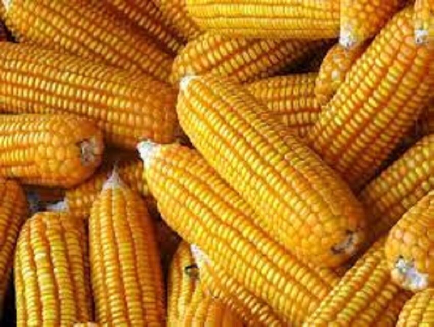 Premium Quality Yellow Maize Corn - Image 3