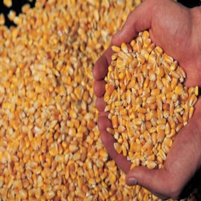 Premium Quality Yellow Maize Corn - Image 10