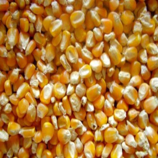 Premium Quality Yellow Maize Corn - Image 9
