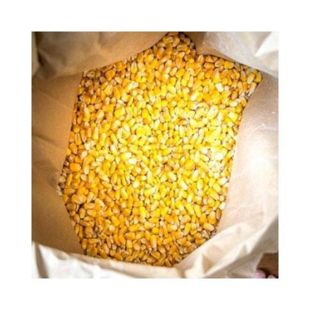 Premium Quality Yellow Maize Corn - Image 2
