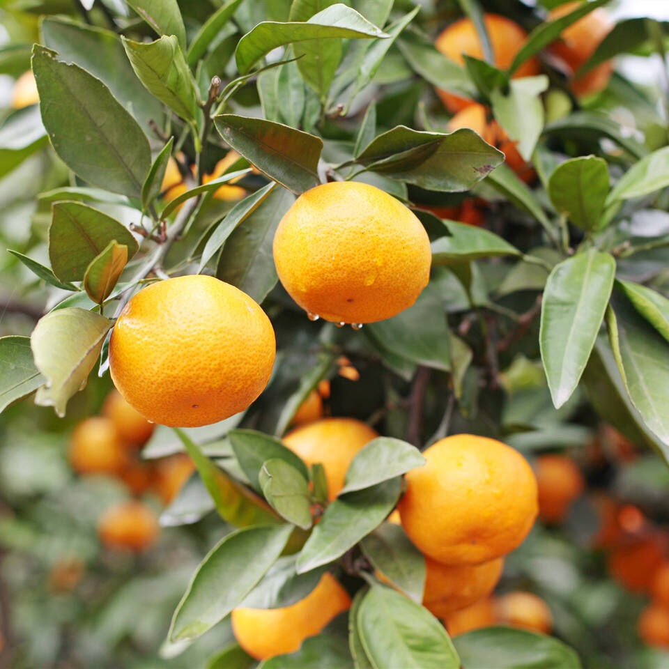 High quality fresh fruit Fresh oranges - Image 5