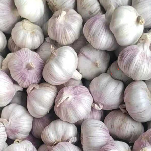 Fresh Garlic /red Garlic/Normal White Garlic Supplier Peeled Garlic