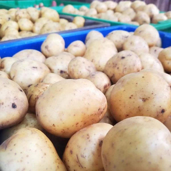 Fresh Organic Potatoes