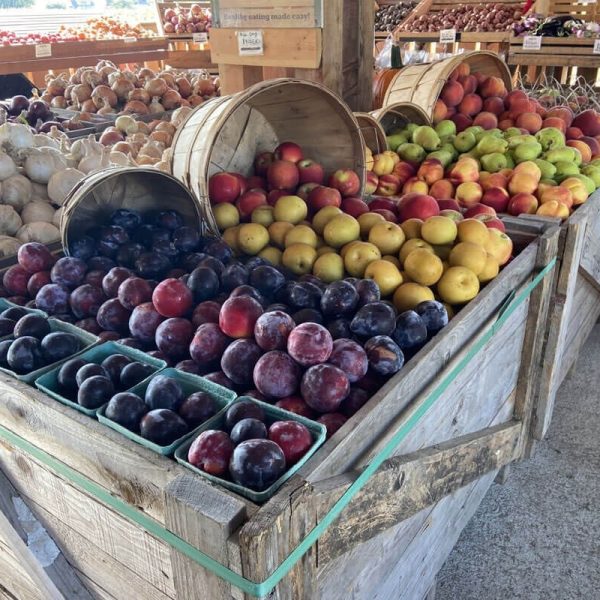 Premium Organic Sweet and Juicy Fresh Apples