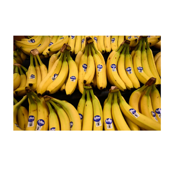 Top Quality Fresh Bananas/Green Bananas/Cavendish Bananas