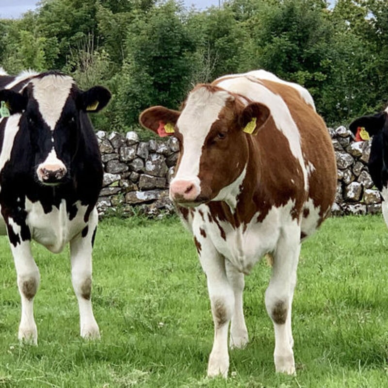 Holstein Cow