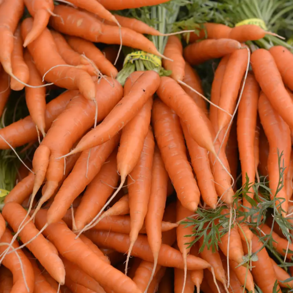 Fresh Carrots