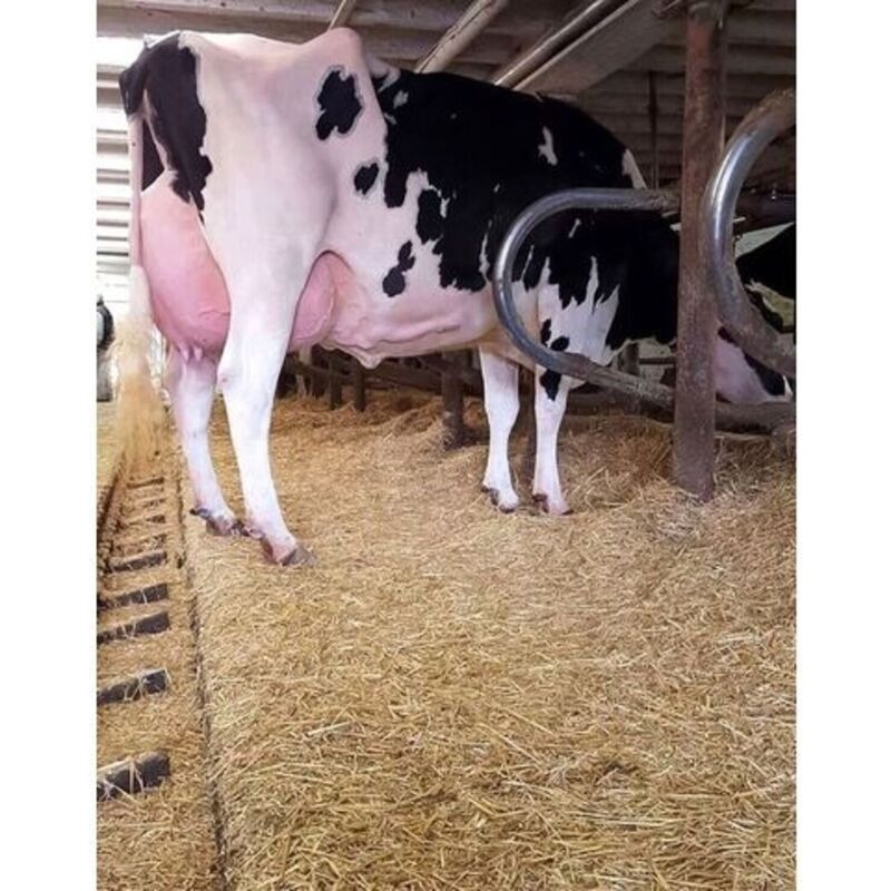 Holstein Cow - Image 4