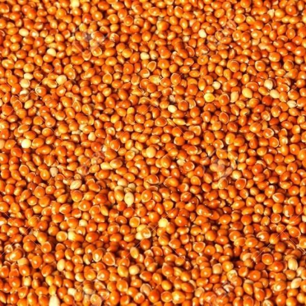 High Quality Millet