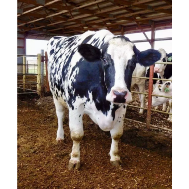 Holstein Cow - Image 3