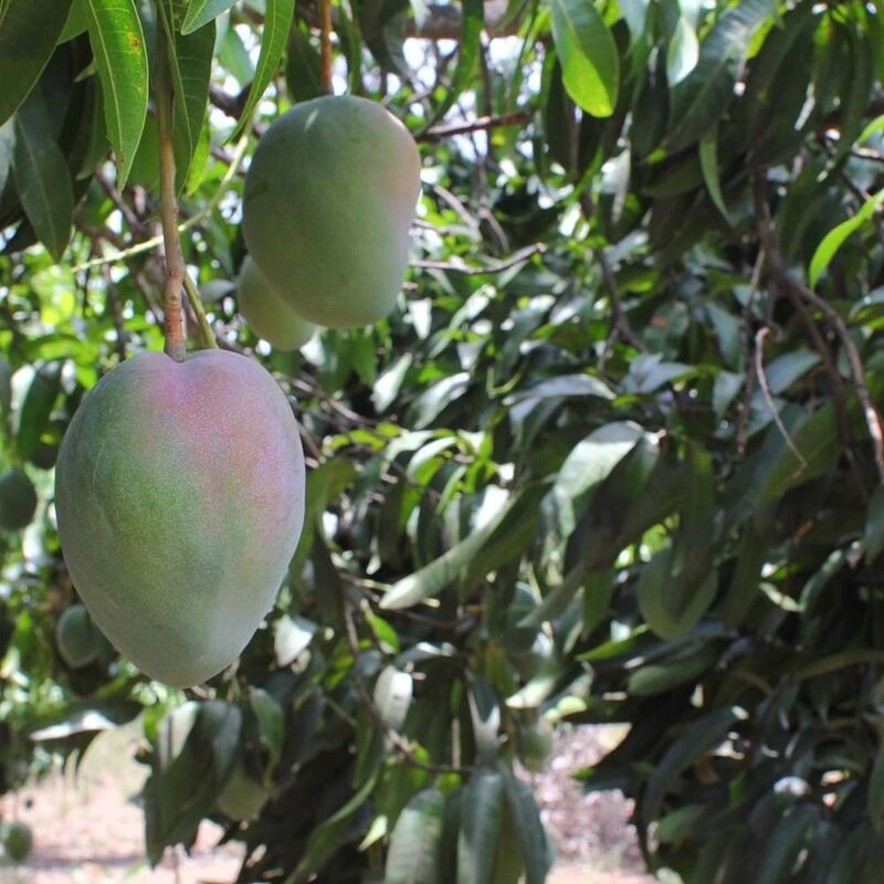 Fresh Sweet Mangoes - Image 3