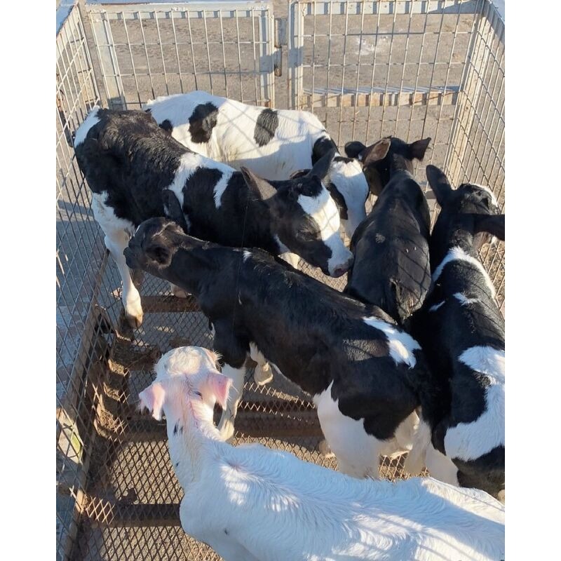 Holstein Cow - Image 7
