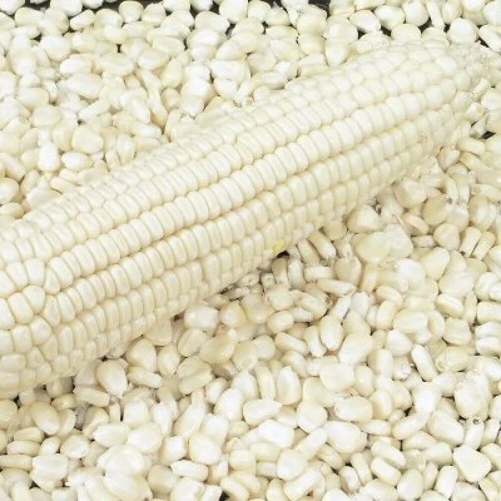 Premium Quality Yellow Maize Corn - Image 8