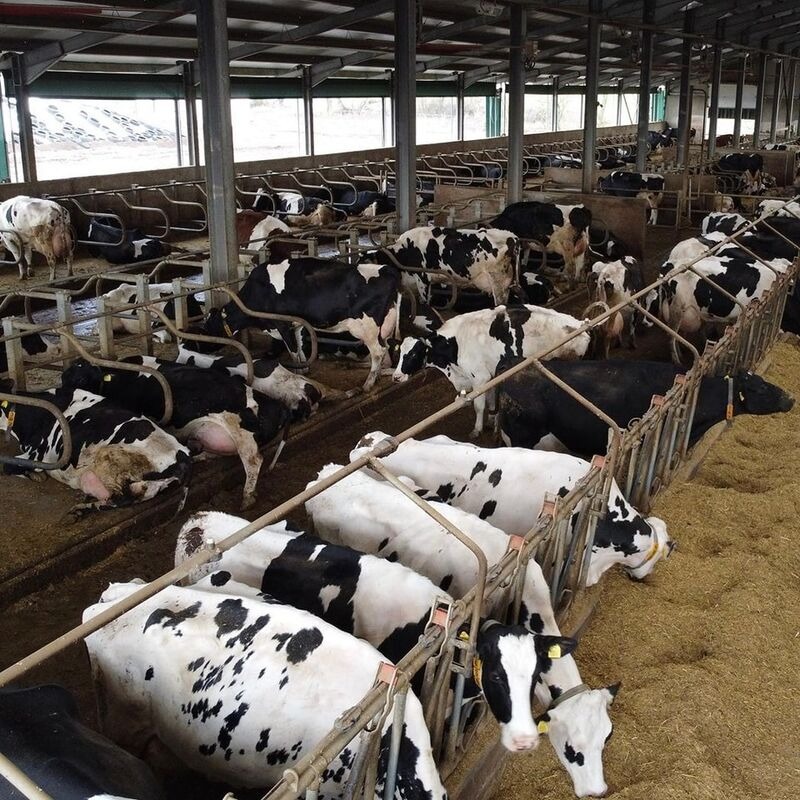 Holstein Cow - Image 6