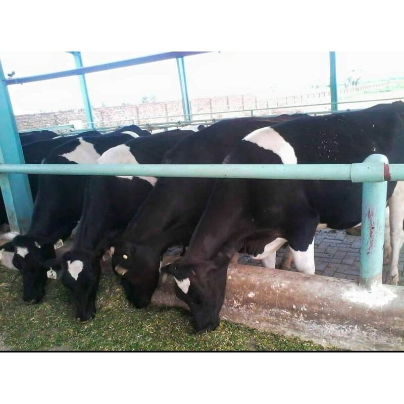Holstein Cow - Image 8
