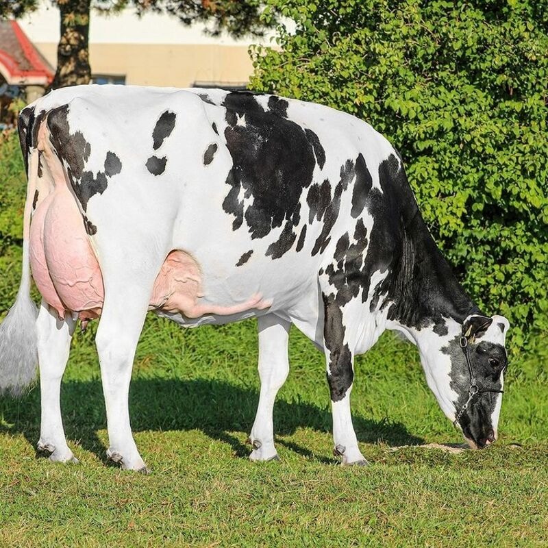 Holstein Cow - Image 5