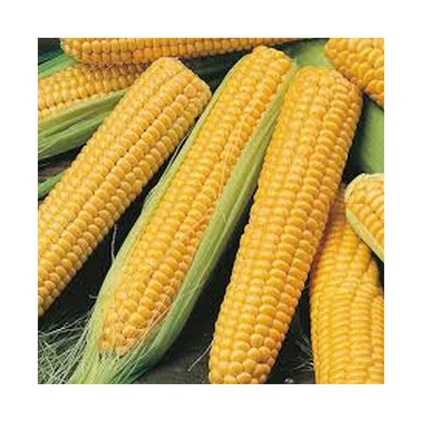Sweetcorn seeds cob whole